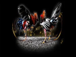 Cách Chơi Đá Gà Sabong Tại AE888 Chi Tiết Luật Cược Và Bí Quyết Thắng