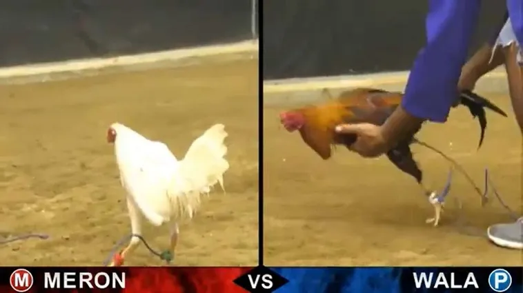 Cách Chơi Đá Gà Sabong Tại AE888 Chi Tiết Luật Cược Và Bí Quyết Thắng 2 Cách Chơi Đá Gà Sabong Tại AE888 Chi Tiết Luật Cược Và Bí Quyết Thắng